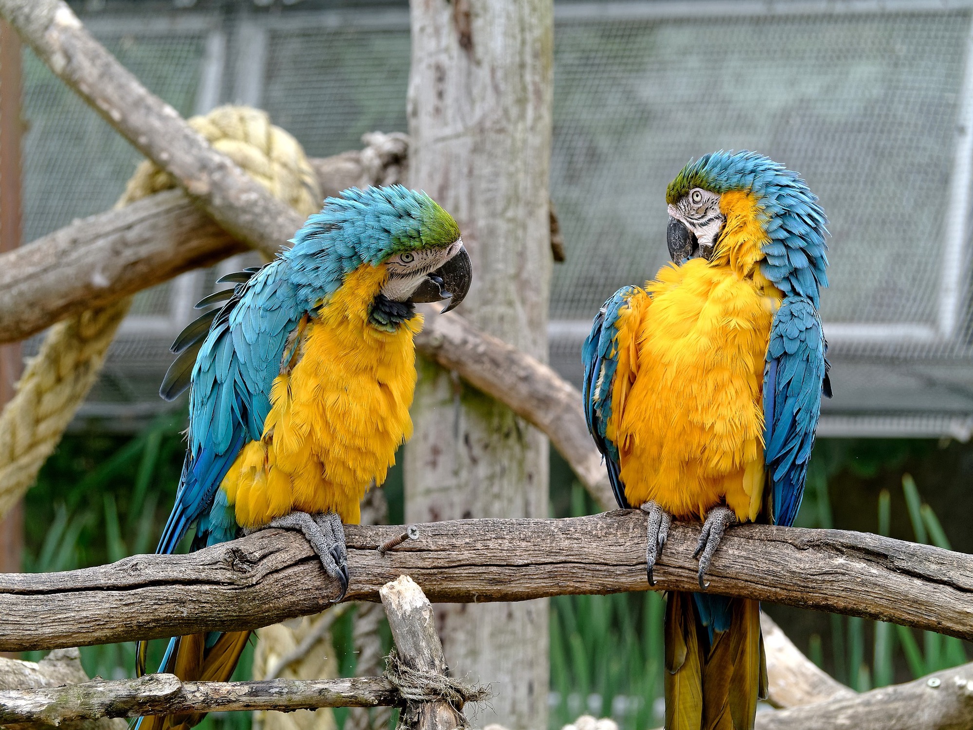 parrots having conversations that help a lead nurturing campaign